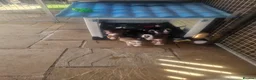 English Bull Terrier dogs for sale: English bullterrier pups for sale - Advert 11