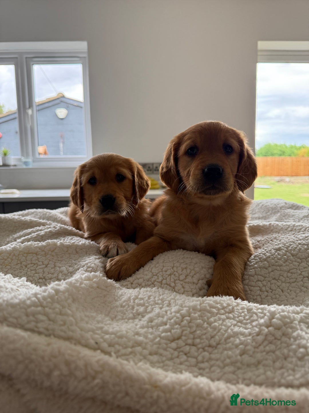 Golden Retriever dogs for sale: KC REG DARK RED GOLDEN RETRIEVER PUPPIES  - Image 11
