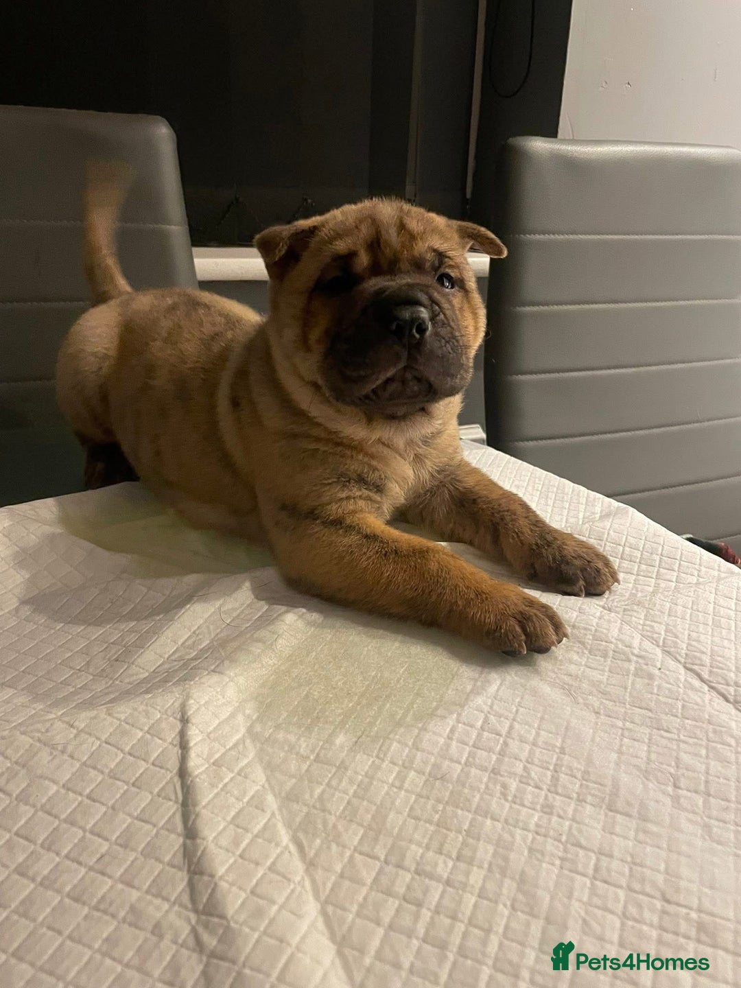 Shar Pei dogs for sale: Shar  Pei puppies  - Image 4