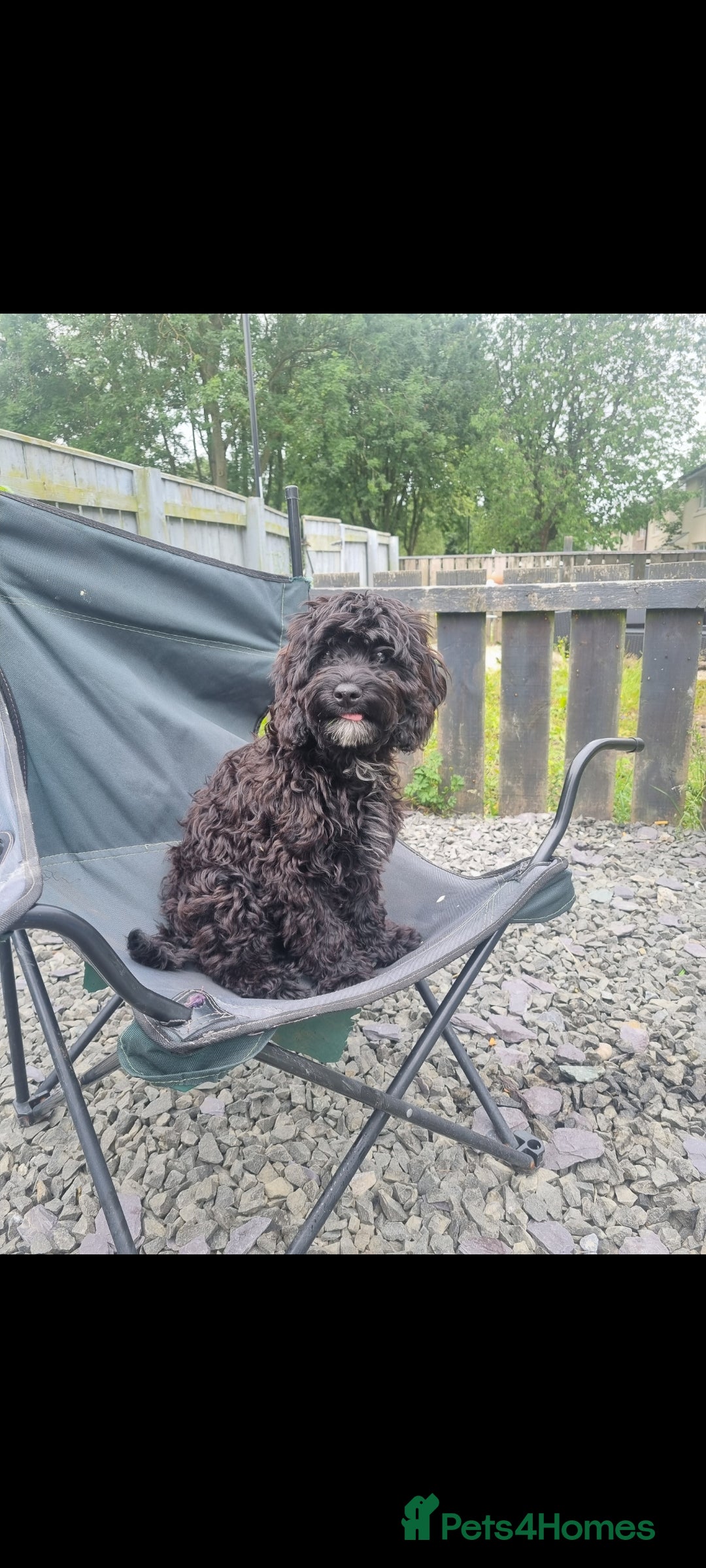 Cockapoo dogs for sale: Cockapoo  - Image 1