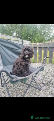 Cockapoo dogs - Advert 11