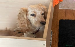 Cocker Spaniel dogs for sale: KC REGISTERED COCKER SPANIELS  - Image 13
