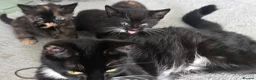 Mixed Breed cats for sale: 1 kitten left. in Haverfordwest - Advert 4