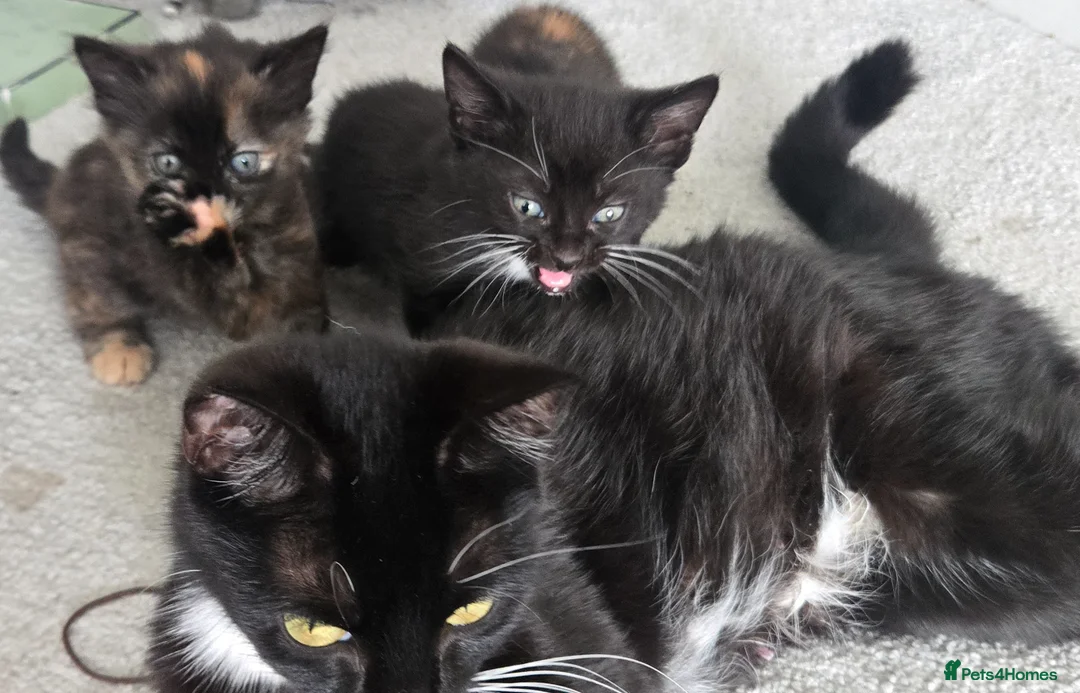 Mixed Breed cats for sale: 1 kitten left. in Haverfordwest - Advert 4