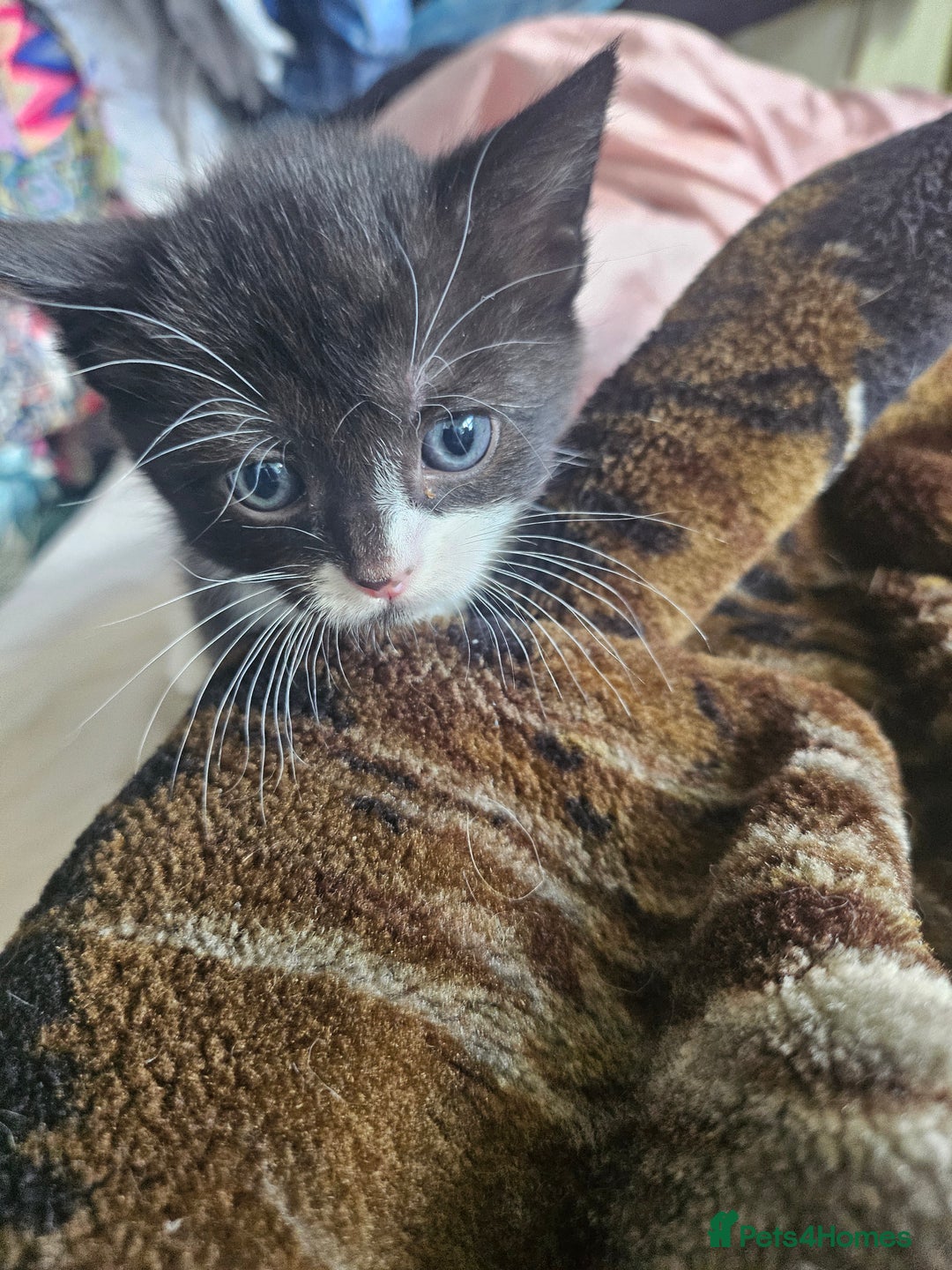 Mixed Breed cats for sale: Half Norwegian forest cat, and short haired  - Image 17