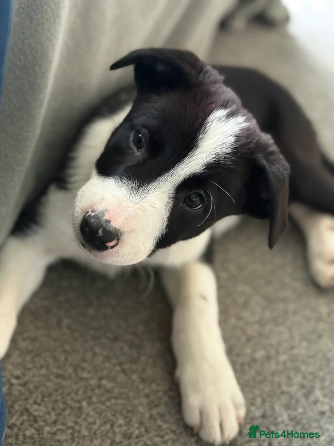 Border Collie dogs for sale: Border collie puppies seeking working/active homes - Advert 39