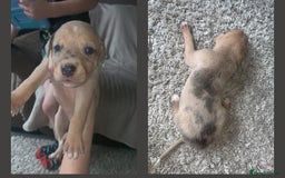 Lurcher dogs for sale: Lurcher pups  - Image 4