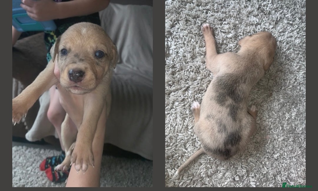 Lurcher dogs for sale: Lurcher pups  - Image 4