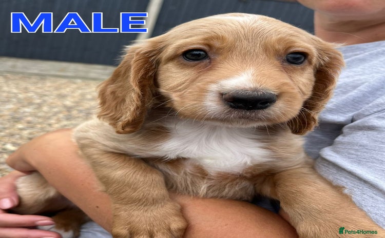 Cocker Spaniel dogs - Advert 1