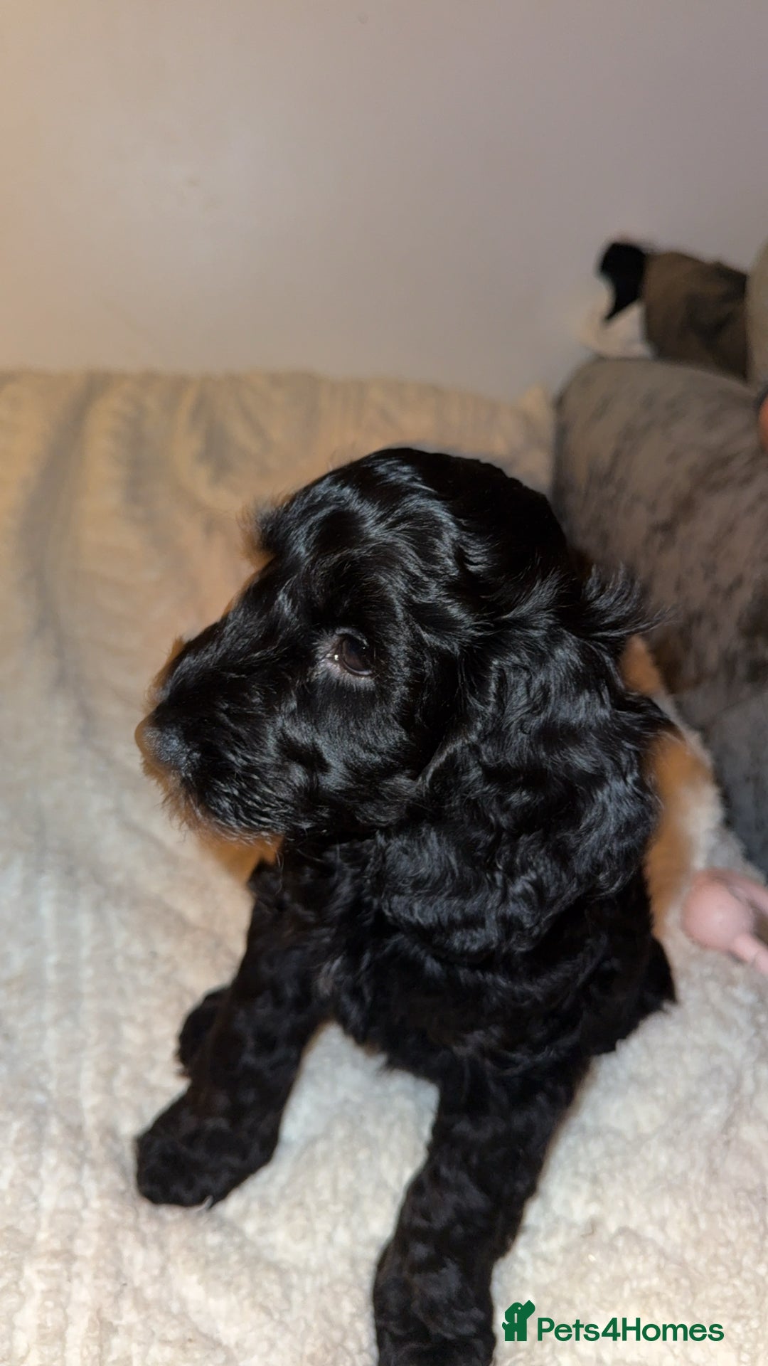 Cockapoo dogs for sale: F2 cockapoo for sale (black male left)  - Advert 2
