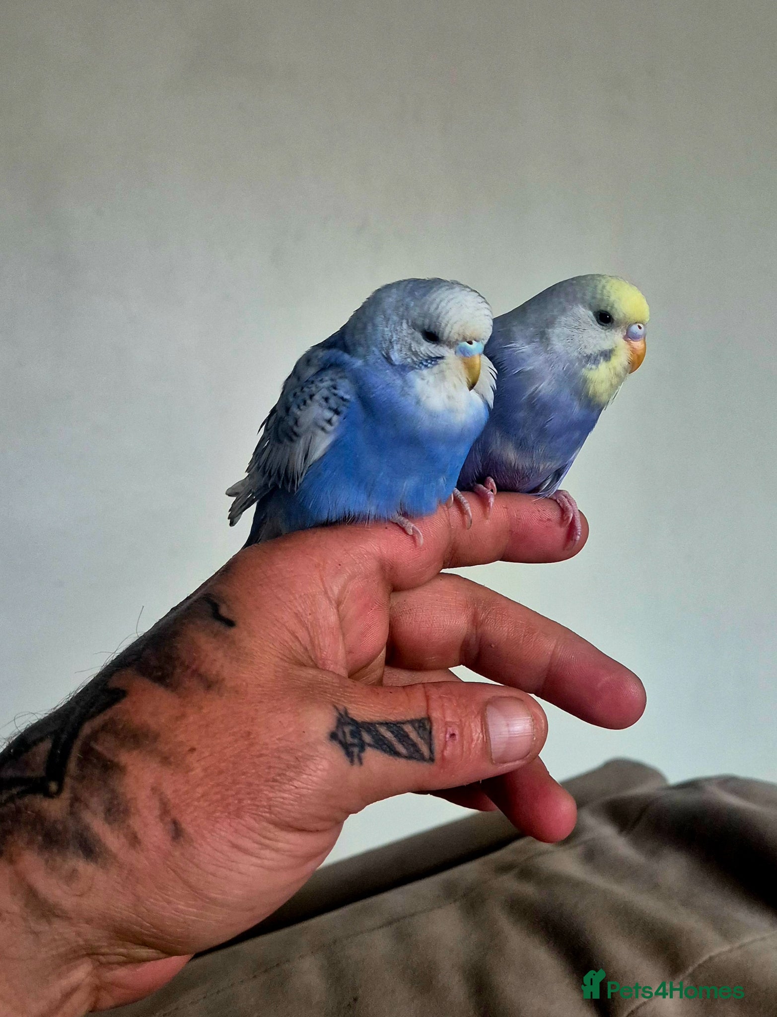 Budgerigars birds Budgies available for new homes - Advert 18