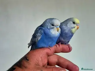 Budgerigars birds Budgies available for new homes - Advert 18