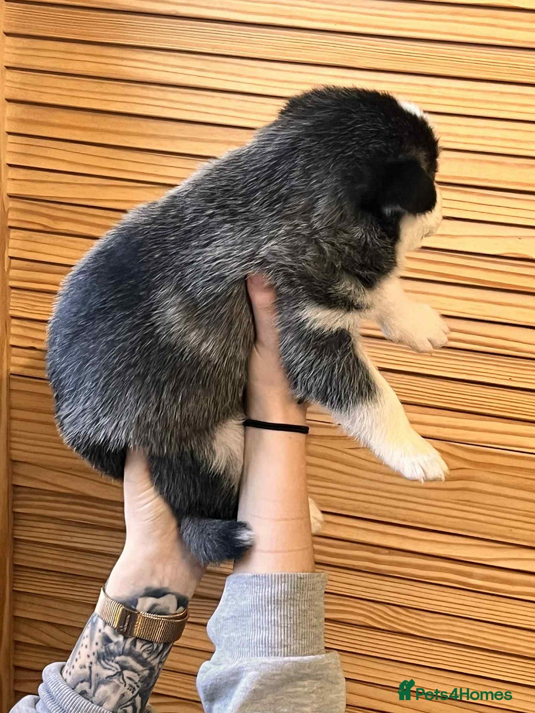 Siberian Husky dogs for sale: Siberian husky puppies x 5 - Advert 22