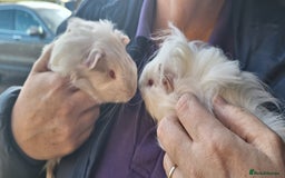 Guinea Pig rodents for sale: Beautiful baby Guinea pigs - Advert 4