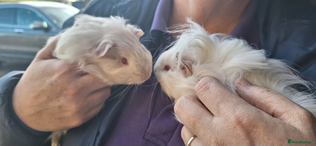 Guinea Pig rodents for sale: Beautiful baby Guinea pigs - Advert 4