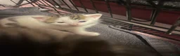 Mixed Breed cats for sale: Kittens  - Advert 6