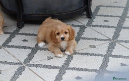 Cavapoo dogs for sale: F1 Cavapoo puppies for sale - Image 1