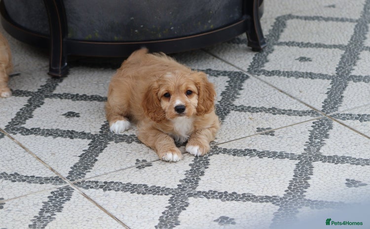 Cavapoo dogs - Advert 2