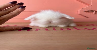 Mini Lop rabbits - Advert 11