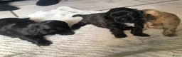 Shih Tzu dogs for sale: 6 beautiful shih tzu puppies for sale  - Advert 5