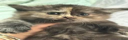 Maine Coon cats for sale: 6 beautiful half maincoons - Advert 8