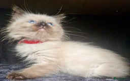 Ragdoll cats for sale:  FIFe Registered Ragdoll Kittens Champion Line - Image 26