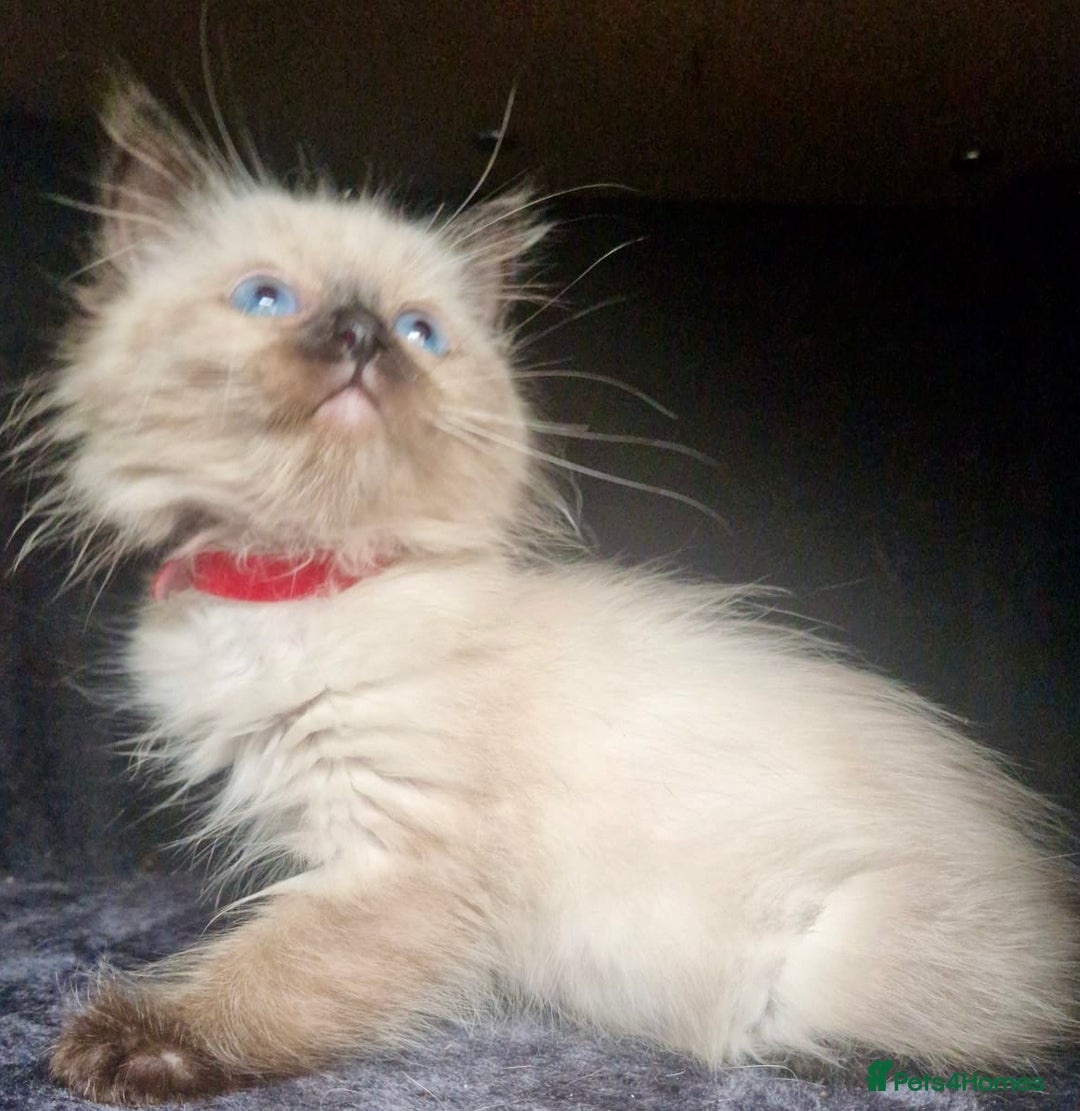 Ragdoll cats for sale:  FIFe Registered Ragdoll Kittens Champion Line - Image 26