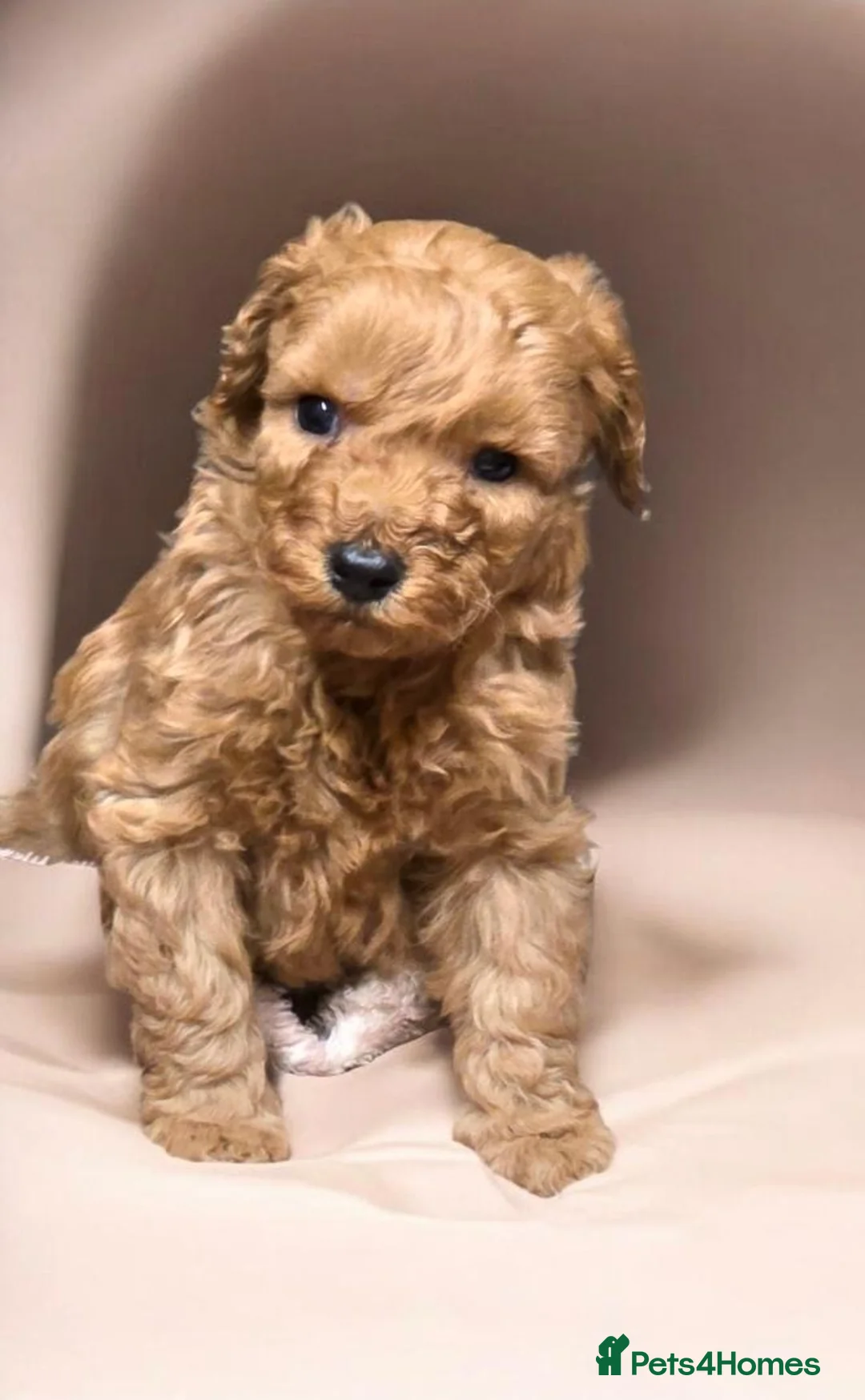 Miniature Poodle dogs for sale: Miniature poodle puppies - Advert 1