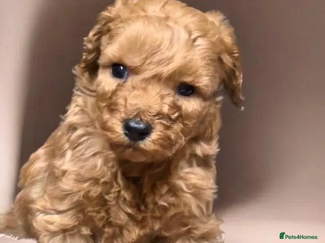 Miniature Poodle dogs for sale: Miniature poodle puppies - Advert 1