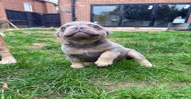 French Bulldog dogs REDUCED Lilac & Tan Fluffy - READY 🏠 - Advert 13