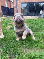 French Bulldog dogs REDUCED Lilac & Tan Fluffy - READY 🏠 - Advert 7