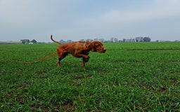 Hungarian Vizsla dogs for sale: Exceptional KC registered Hungarian Vizsla Litter - Image 16