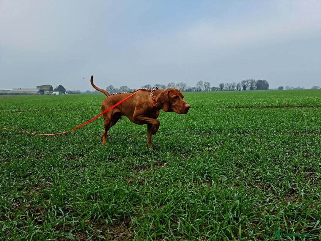 Hungarian Vizsla dogs for sale: Exceptional KC registered Hungarian Vizsla Litter - Image 16