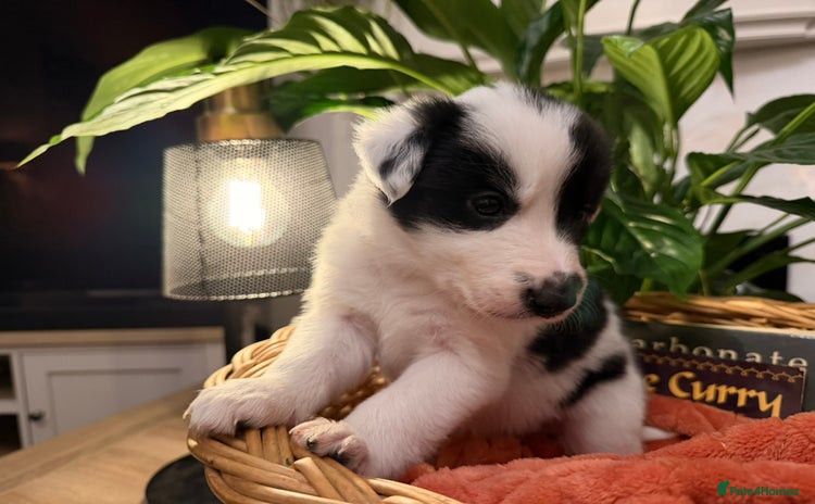 Border Collie dogs - Advert 2
