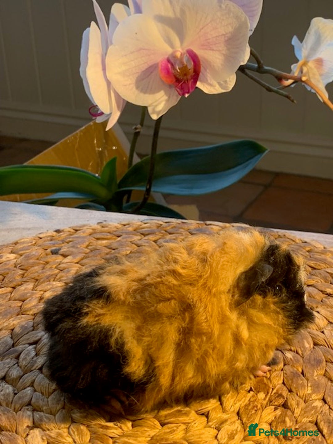 Guinea Pig rodents for sale: Beautiful Texel Guinea Pig babies HP18 - Image 4