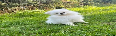 Pomeranian 4