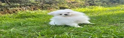 Pomeranian dogs for sale: Ready now small pomeranian puppies vaccinated in Mablethorpe - Advert 18