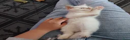 British Shorthair cats for sale: Bradford 4 british shorthair kittens ready  - Advert 9