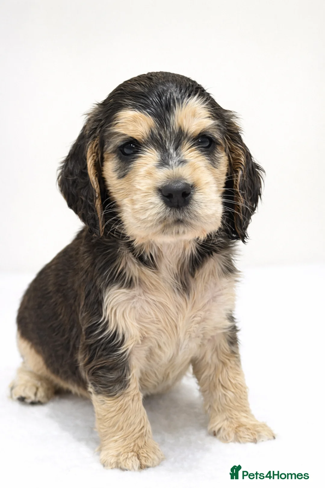 Cocker Spaniel dogs for sale: Gorgeous fully Health tested KC show spaniels - Advert 5