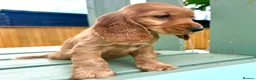 Cocker Spaniel dogs for sale: KC Registered Show Cockerspaniel Babies 🐾🐾🐾 - Advert 7