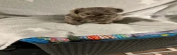 Shih Tzu dogs for sale: Imperial shih tzu - Advert 13