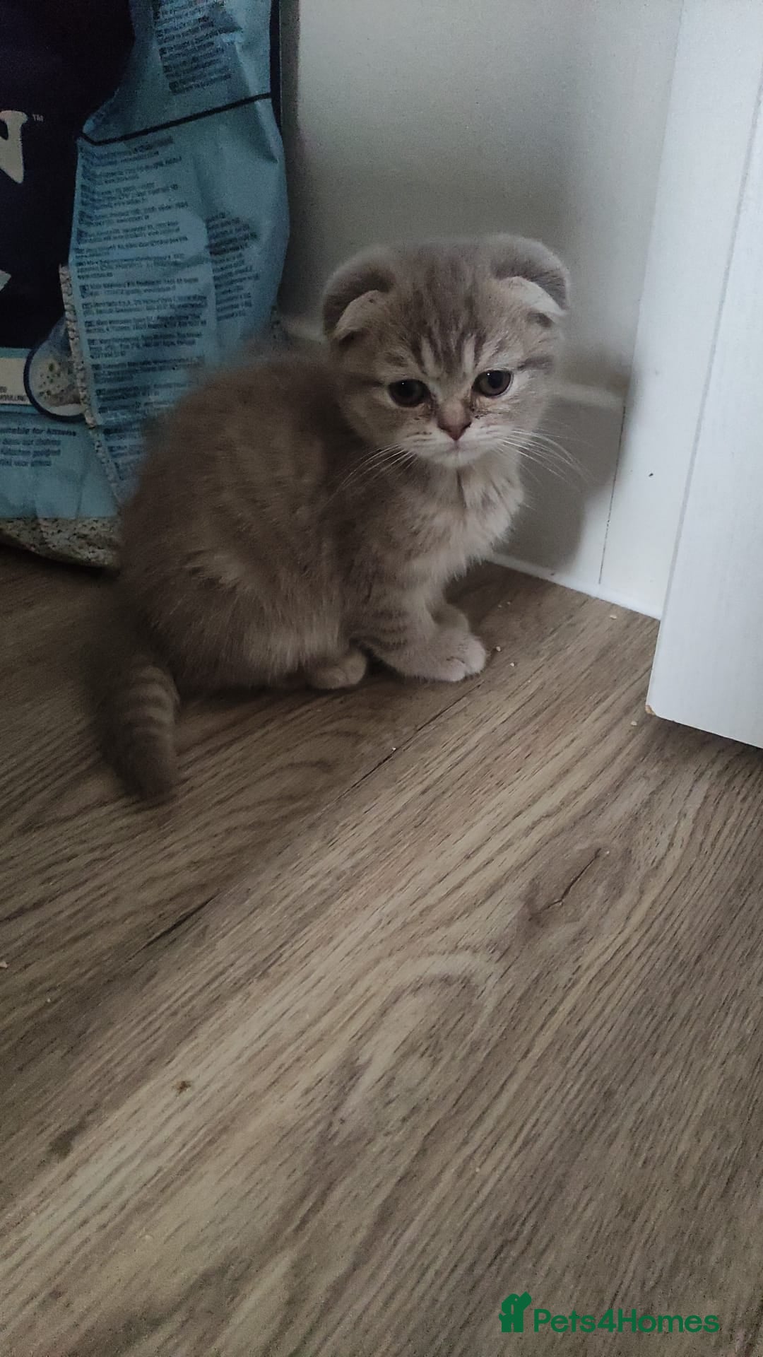 Scottish Fold cats for sale: 🐾 Adorable Scottish Kittens Seeking Loving Homes - Image 5