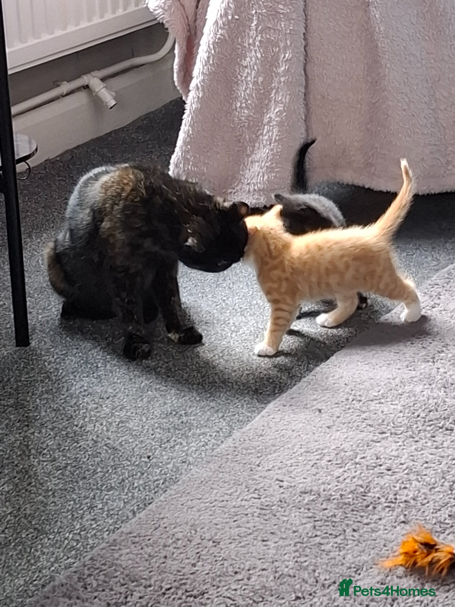 Mixed Breed cats for sale: Stunning Ginger Male kitten - Advert 5