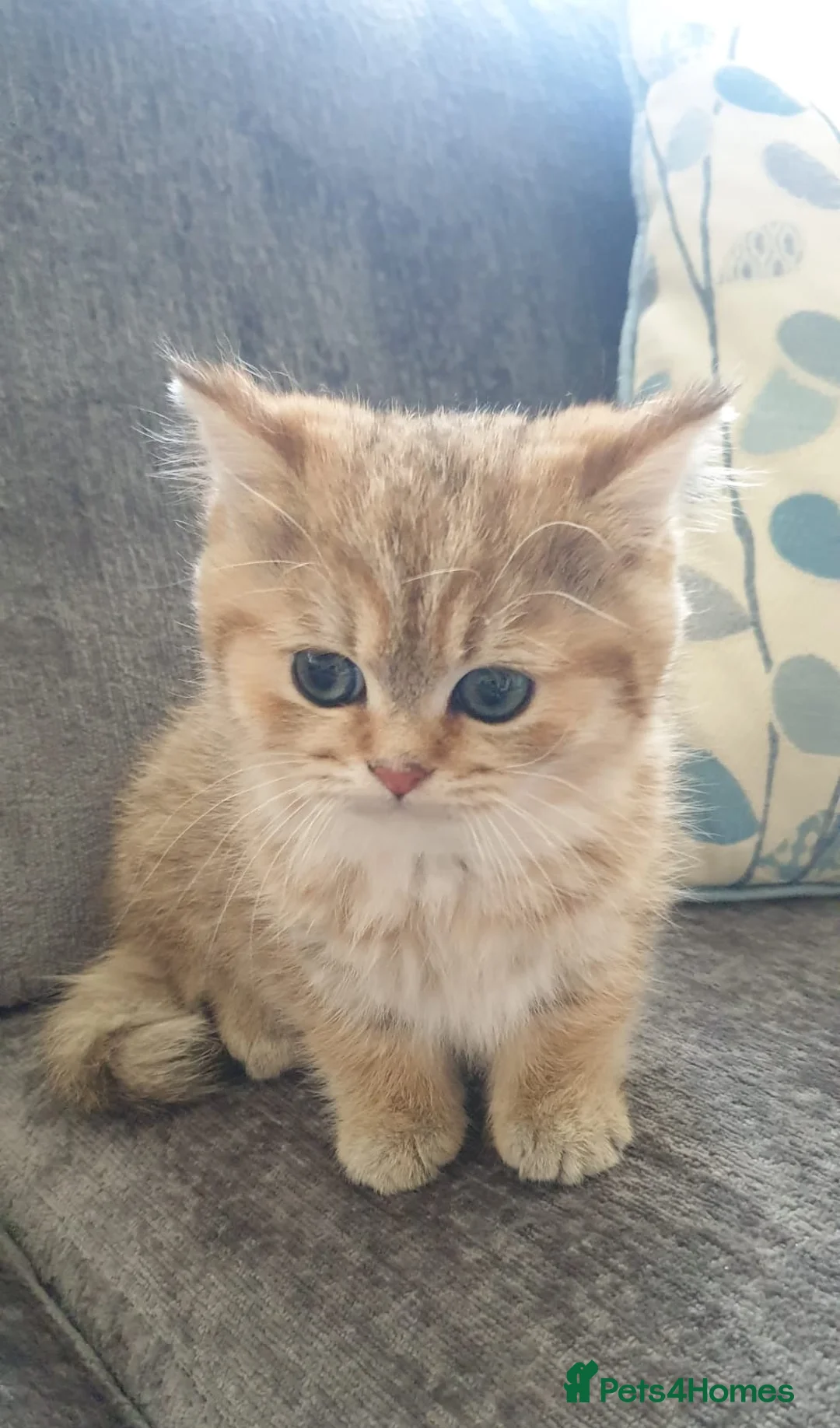 British Shorthair cats for sale: Stunning GCCF Golden British Shorthair Kitten. - Advert 9