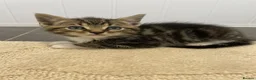 Mixed Breed cats for sale: 4 beautiful kittens  - Advert 5