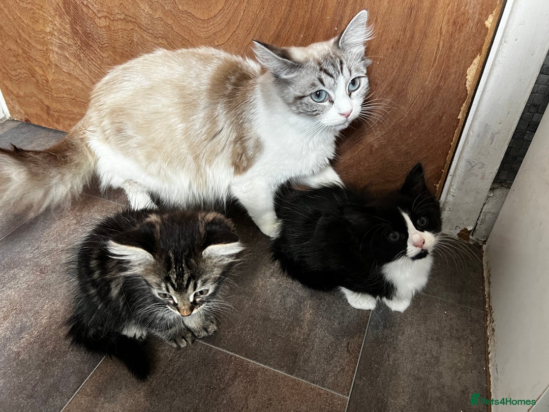 Mixed Breed cats for sale: Adorable 8-Week-Old Fluffy Kittens Ready - Image 7