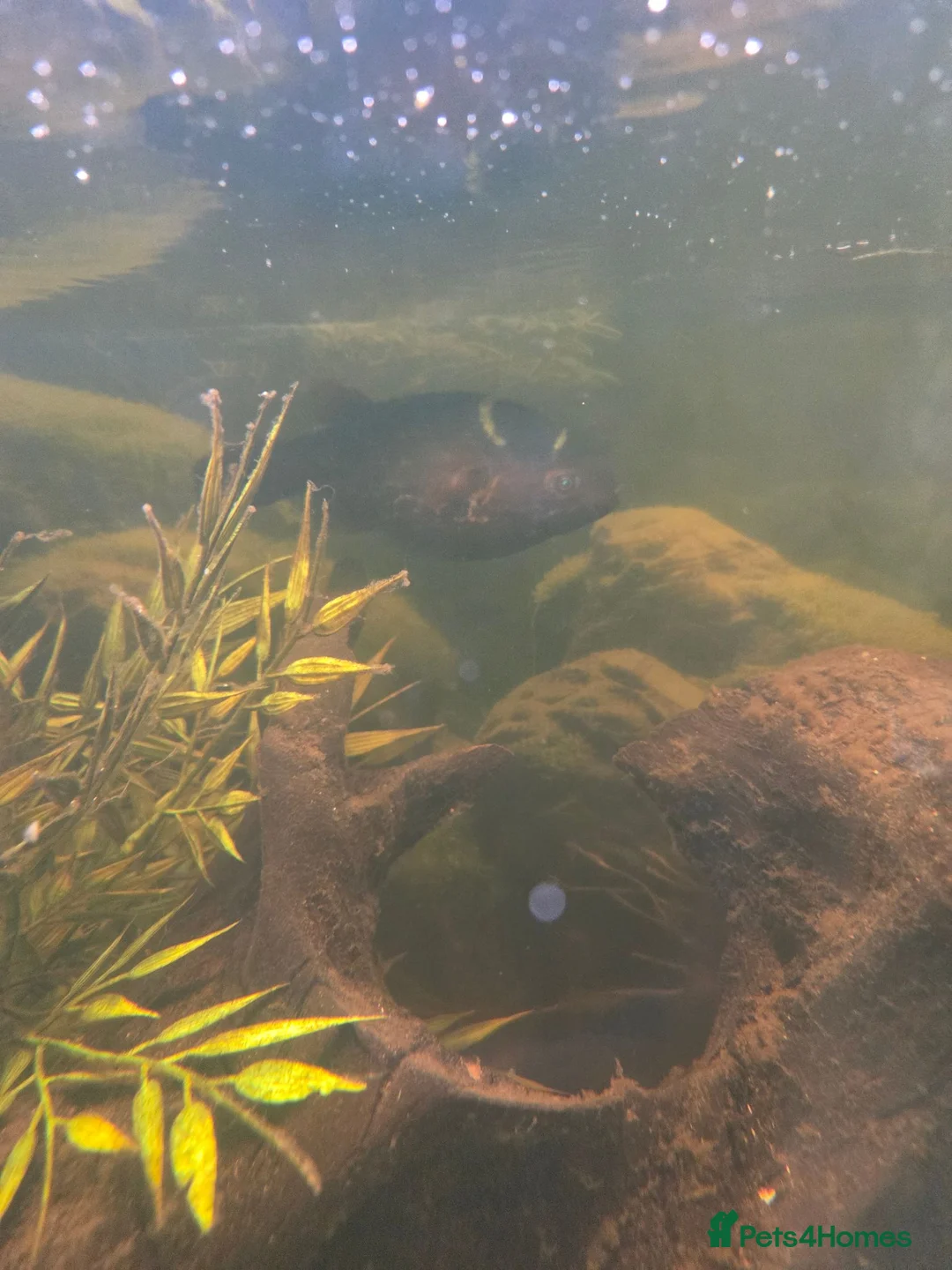 Pufferfish fish for sale: Topax puffer fish  - Advert 2