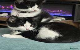 Mixed Breed cats for sale: Beautiful tuxedo kittens  - Image 16