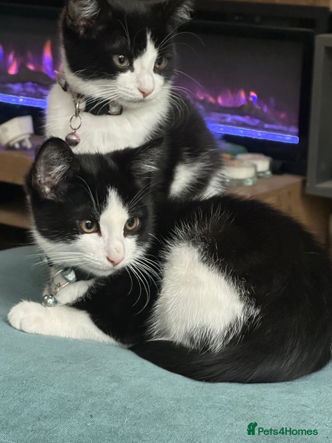 Mixed Breed cats for sale: Beautiful tuxedo kittens  - Image 16