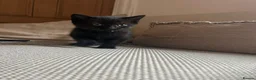 Mixed Breed cats for sale: Mixed breed kittens - Advert 4